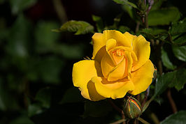 Bernhard Saalfeld - DSC01846 -1